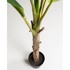 KAVE HOME Umjetna palma Baa, visina 160 cm  