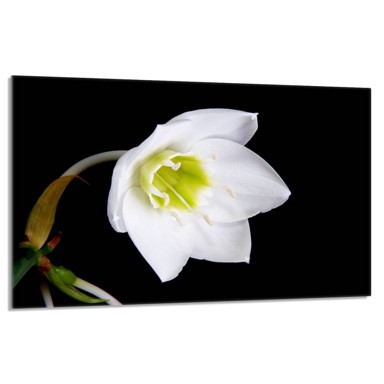 TMK Staklena zaštita za štednjak 80x52 Orchidea