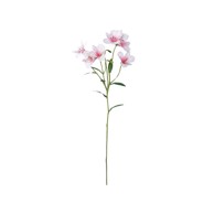 Rezano cvijeće Alstroemeria, 62 cm, bijela/roza