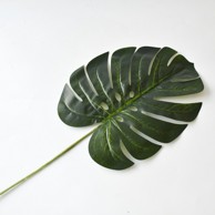 Rezano cvijeće Grana Monstera tamno zelena 61 cm