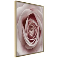 Poster Rosebud 40x60