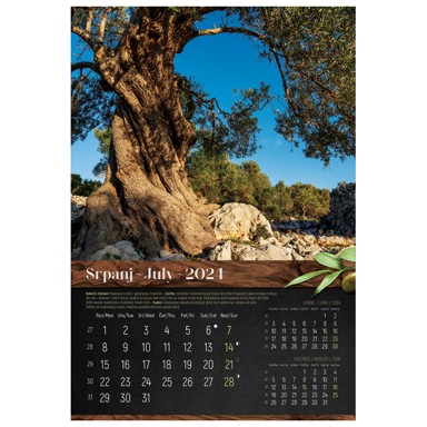 FOKUS kalendar Masline 2026, 13 listova, spirala