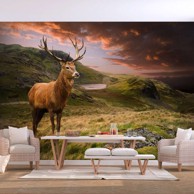 Foto tapeta Deer on Hill 100x70