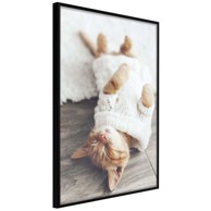 Poster Kitten Life 40x60