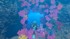 Igra za Nintendo Switch: Endless Ocean Luminous