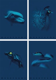 Pigna Monocrome Blue Set bilježnica, A4, linije, 10 kom