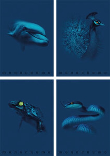 Pigna Monocrome Blue Set bilježnica, A4, linije, 10 kom