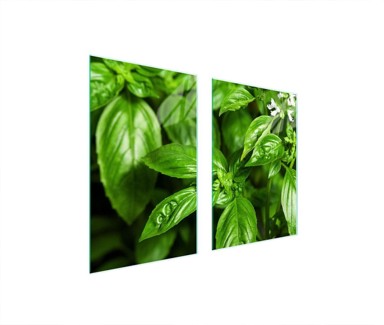 TMK Staklena zaštita za štednjak ili ploču za kuhanje 65x52, basil