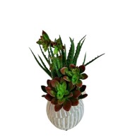 Cvjetni aranžman Sukulent u tegli, 24x24x28 cm