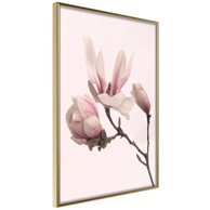 Poster Blooming Magnolias II 20x30