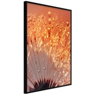 Poster Orange Breath of the Summer 30x45