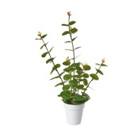 CASA SELECCION Umjetna biljka  