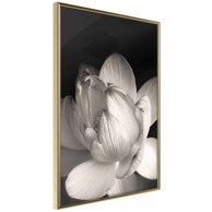 Poster Delicacy of a Flower 20x30