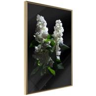 Poster White Lilac 20x30
