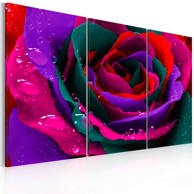 Slika Rainbow-hued rose 120x80