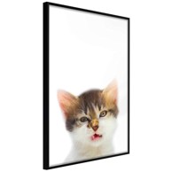 Poster Funny Kitten 30x45