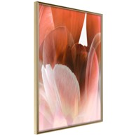 Poster Tulip Petals 20x30