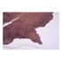 VITAUS Tepih Wild Pareso, 60 x 100 cm