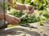 GARDEN LINE Set traka za cijepljenje za škare za rezidbu 10 komada SEN3655, zelena