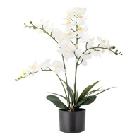 BLOOMINGVILLE Umjetna biljka Orchid, visina 84 cm