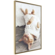 Poster Kitten Life 20x30