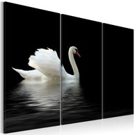 Slika A lonely white swan 120x80