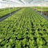FRILLA Vrtna podloga protiv korova VEGUARD, 0,95 × 10 m