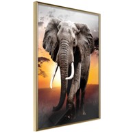 Poster Majestic Elephant 40x60