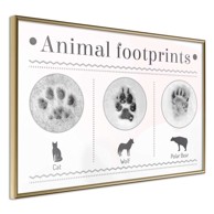 Poster How to Recognize an Animal 60x40