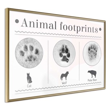 Poster How to Recognize an Animal 60x40