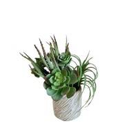 Cvjetni aranžman Sukulent u tegli, 24x24x28 cm