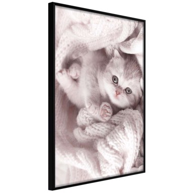 Poster Tangled in Sweater 40x60