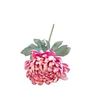 Rezano cvijeće krizantema premium 52 cm, roza