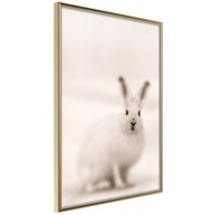 Poster Curious Rabbit 20x30