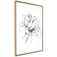 Poster Sketch of Lillies 30x45