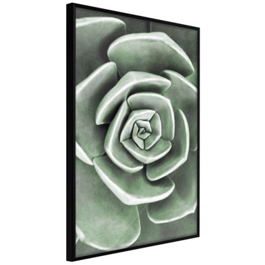 Poster Robust Plant 40x60