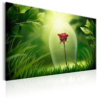 Slika Magical Rose 60x40