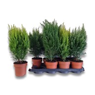 Biljka Coniferae Mix