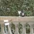 BACANHA organski sirup od ruže 400 ml