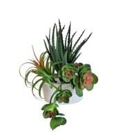 Cvjetni aranžman Sukulent u tegli, 24x24x28 cm