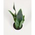 KAVE HOME Umjetna biljka Sansevieria, visina 55 cm  