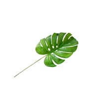 Rezano cvijeće Grana Monstera svijetlo zelena 61 CM