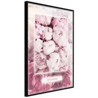Poster Scent of Peonies 20x30