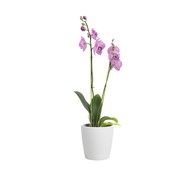 ARTEVASI Keramička tegla za cvijeće ø 14 cm Thalia 