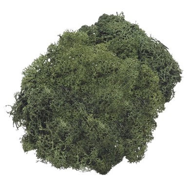 KNORR PRANDELL Mahovina islandska 21-6694462 50 g, zelena
