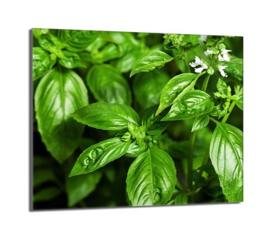 TMK Staklena zaštita za štednjak ili ploču za kuhanje 60x52, basil