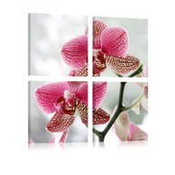 Slika Fancy orchid 80x80