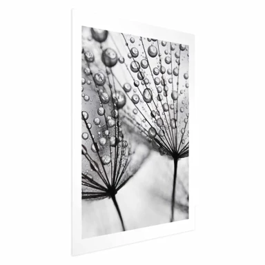 Plakat Macro Dew, 40x60 cm