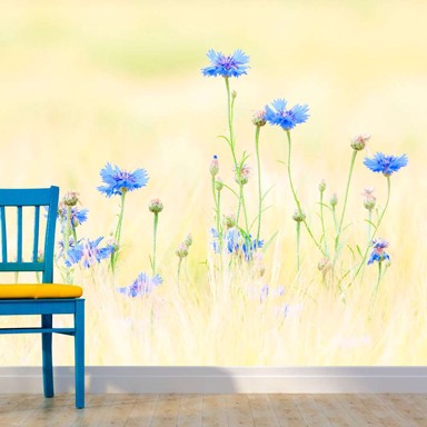 Foto tapeta Cornflowers 350x270
