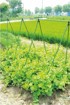 GARDEN LINE Vrtni okvir s mrežom 15 m JAW9379, zelena
